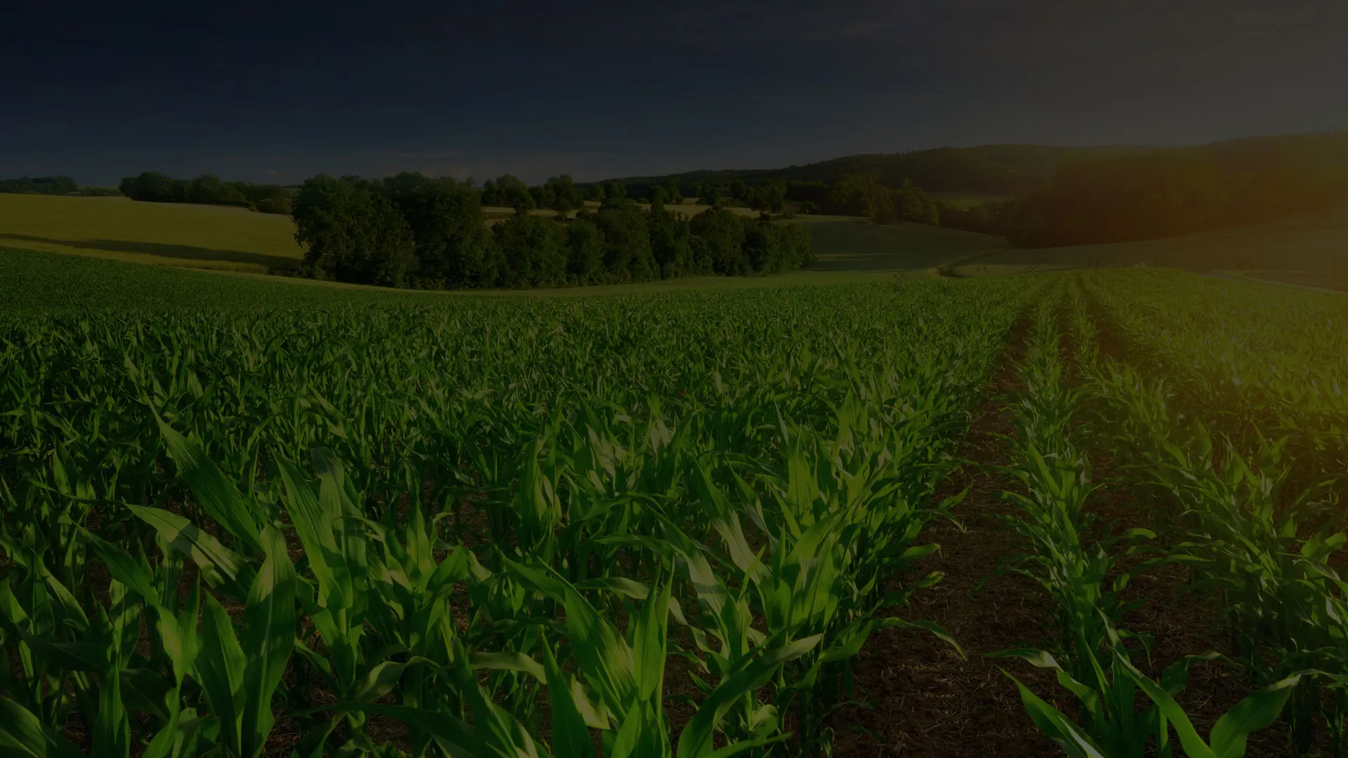 L’agriculture-biologique-une-démarche-engagée